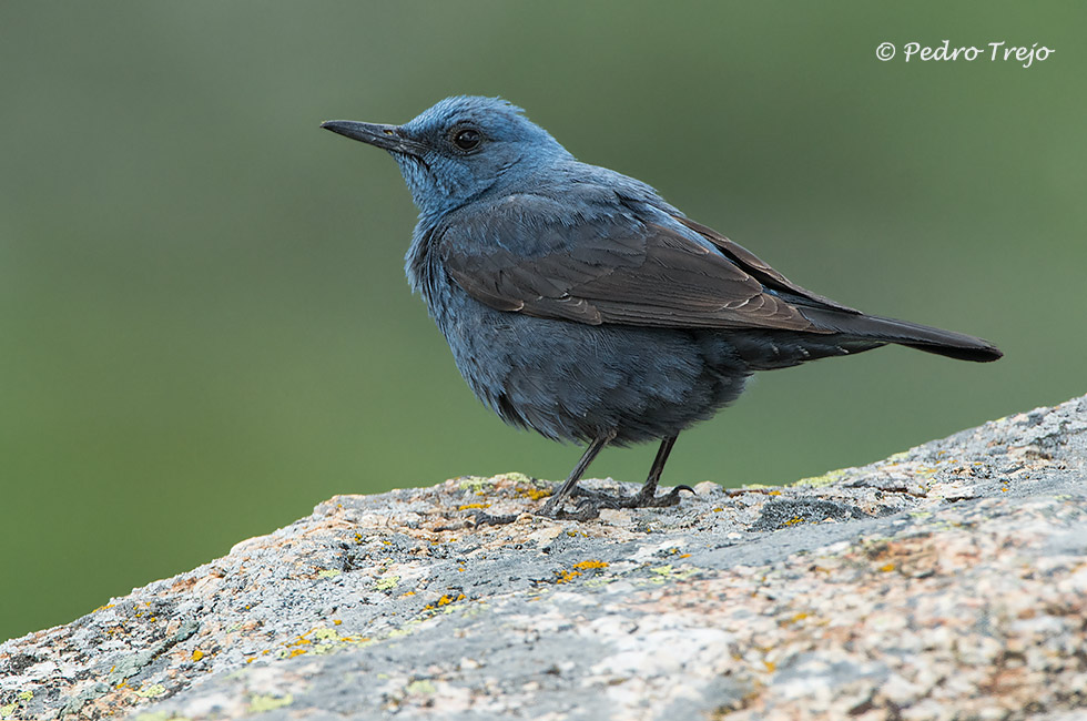 Roquero solitario (Monticola solitarius)